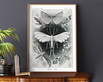 Tineidae Moths by Ernst Haeckel #461 Retro Poster, Black, White, Retro Nature Print, Ernst Haeckel Poster, Art Reproduction