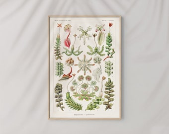 Puede incluir: Una ilustración botánica vintage que presenta una variedad de plantas hepáticas verdes y rojas. La ilustración se titula "Hepaticae - Lebermoose" y forma parte de una serie titulada "Bilder-Atlas der Flora von Wien".