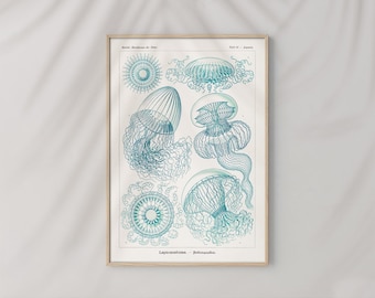Leptomedusae Wrinkled Jellyfish Ernst Haeckel #483 Retro Poster, Blue, White, Retro Nature Print, Ernst Haeckel Poster, Art Reproduction