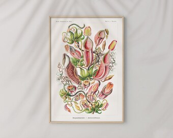 Op de afbeelding: Een vintage botanische illustratie van een groep roze en groene bekerplanten, met de wetenschappelijke naam "Nepenthes" en "Rafflesiana" onder de afbeelding.