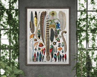 May include: A vintage illustration of various bird feathers, including peacock, pheasant, and other exotic species. The image is labeled "PLUMES" and features detailed drawings of the feathers in various colors and patterns.