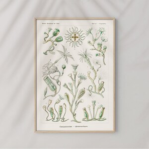 Campanariae Bell Shaped Pods by Ernst Haeckel #488 Retro Prints, Beige, Green, Retro Nature Poster, Antique Botanical, Art Reproduction