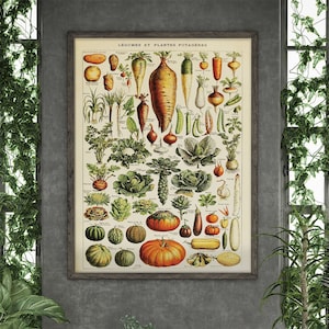 Legume Et Plante Potageres by Adolphe Millot  #315 Retro Prints, Beige, Colorful, Fine Art Print, Botanical Prints, Antique Nature Print