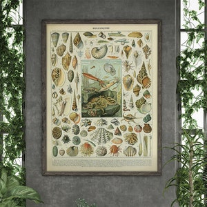 Mollusques by Adolphe Millot  #313 Retro Prints, Beige, Colorful, Reproduction Art, Retro Botanical, Plants Print
