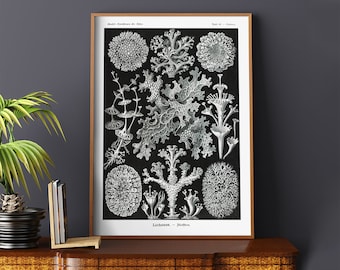 Impresión de líquenes de Ernst Haeckel n.º 467, póster retro, negro, blanco, impresión retro de naturaleza, póster de Ernst Haeckel, reproducción de arte
