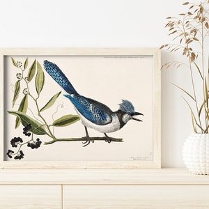 Crested Jay by Mark Catesby #36 Retro Bird Poster, Bird Print, Green, Blue, Ornithology Print, Wall Prints, Botanical Print