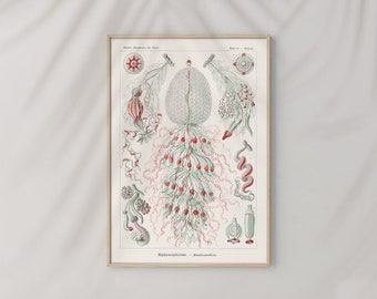 Siphonophorae State Jellyfish by Ernst Haeckel #491 Retro Poster, Red, Beige, Retro Nature Print, Ernst Haeckel Poster, Art Reproduction