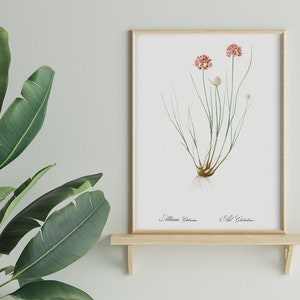Illustration by Pierre Joseph Redoute #345 Retro Prints, Green, Orange, Fine Art Print, Botanical Prints, Antique Nature Print