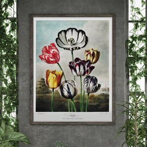 Tulips Drawing by Robert John Thornton #359 Retro Prints, Green, Colorful, Poster Flower, Floral Illustration, Plants Print