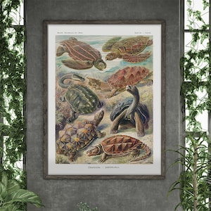 Turtles by Ernst Haeckel #306 Retro Poster, Green, Beige, Fine Art Print, Botanical Prints, Antique Nature Print