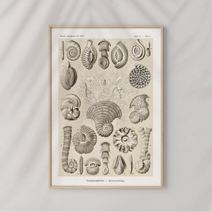 Talamophora Chamberlings by Ernst Haeckel #500 Retro Prints, Beige, Grey, Retro Nature Poster, Antique Botanical, Art Reproduction