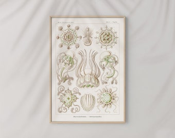 May include: A vintage illustration of jellyfish, showing various species with intricate details. The illustration is in shades of green, brown, and white, with a scientific label at the bottom reading "Medusoidae - Feuerquallen".