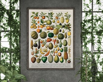 May include: A vintage botanical illustration of various fruits, including melons, citrus fruits, berries, and pineapples. The illustration is in a framed poster format with a white background and black text.