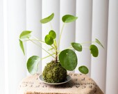 Pilea Peperomioides Kokedama Chinese Money Plant Kokedama