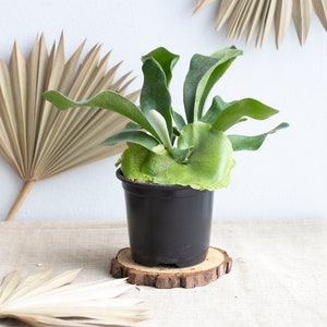 4" Staghorn Fern