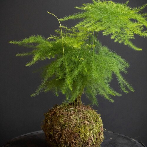 Plumosus Fern Easy and Useful Asparagus Fern Etsy