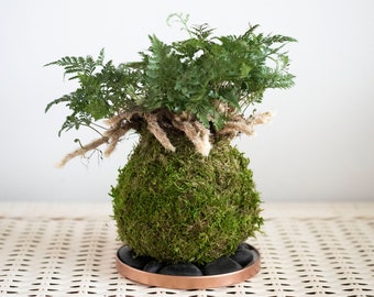 Rabbits Foot Fern Kokedama Moss Ball