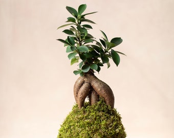 Ficus Ginseng Kokedama