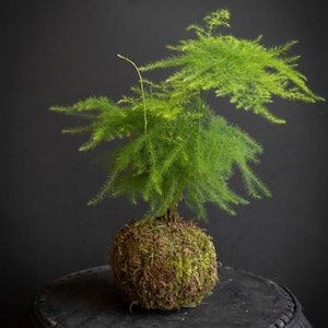 Asparagus Fern Kokedama