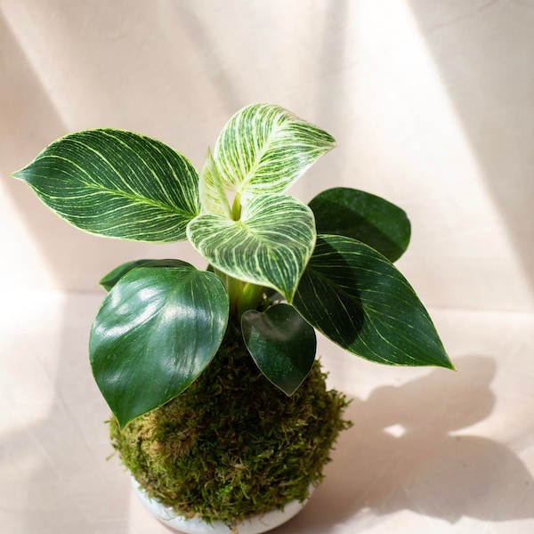 Philodendron Birken Kokedama