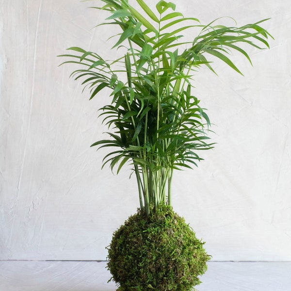 Neanthe Bella Parlor Palm Kokedama