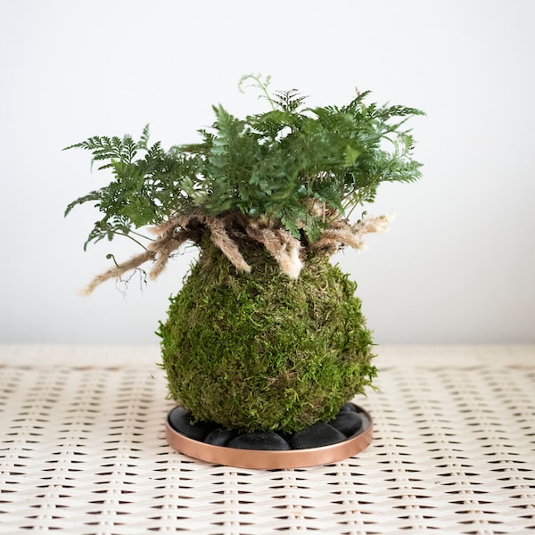 Rabbits Foot Fern Kokedama Moss Ball