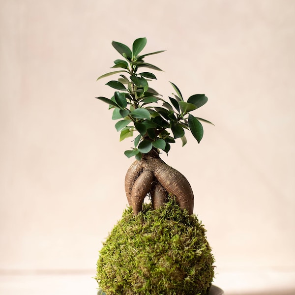 Ficus Ginseng Kokedama