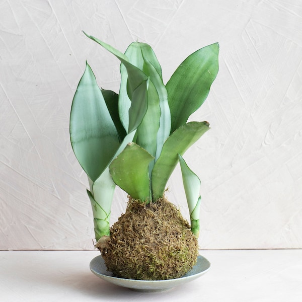 Snake Plant Kokedama Moss Ball
