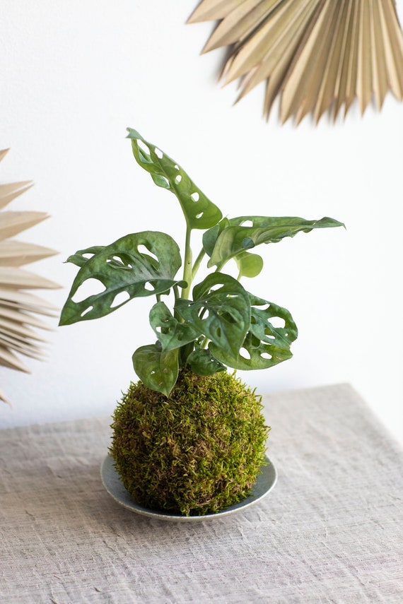 Monstera Adansonii "swiss Cheese" Kokedama - Etsy