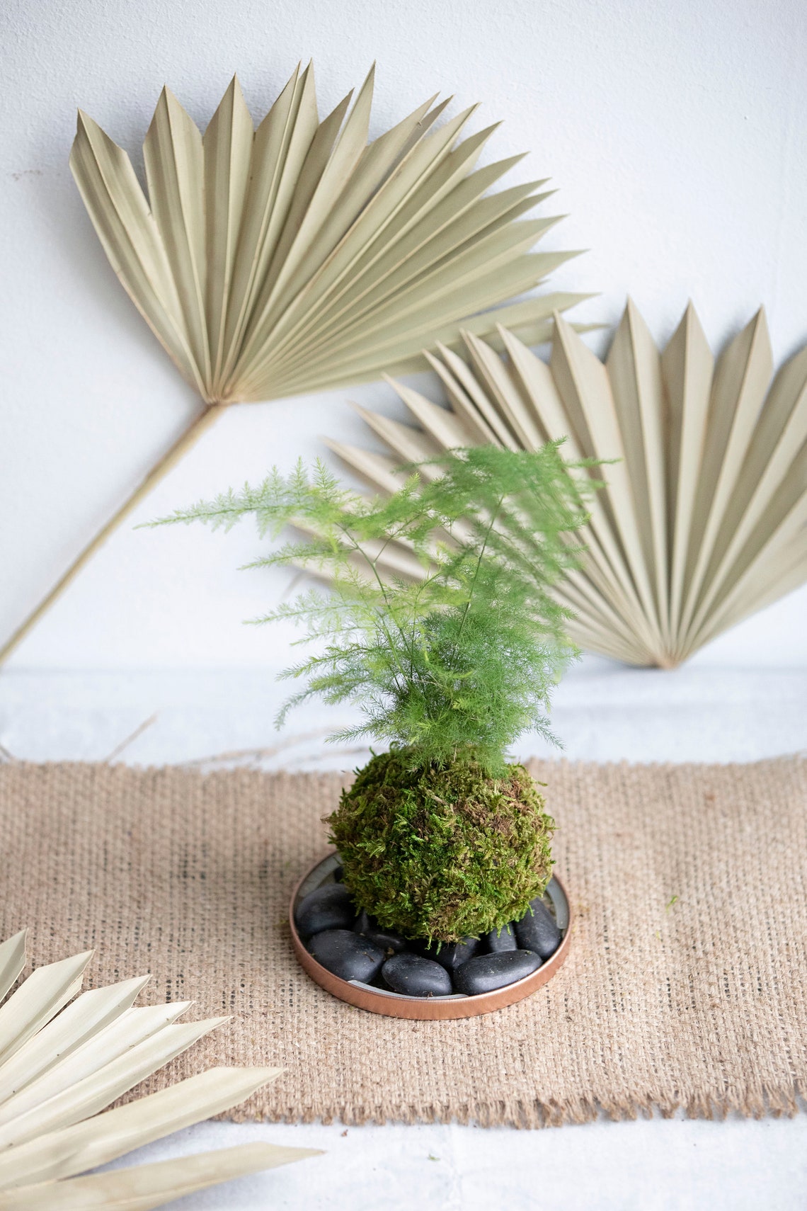 Asparagus Fern Kokedama Etsy