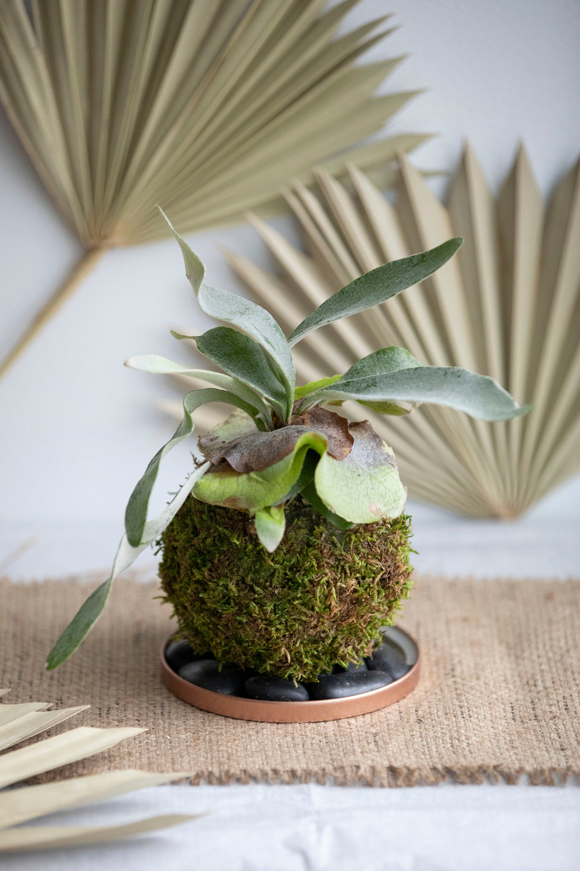 Staghorn Fern Kokedama Moss Ball Etsy