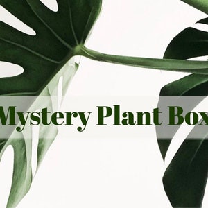Mystery Plant Box