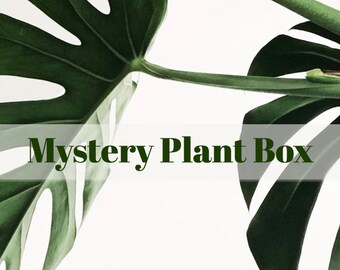 Free Shipping ! Mystery Box ! Receive a SURPRISE assortment of tropical plants planters OR gardening tools.
