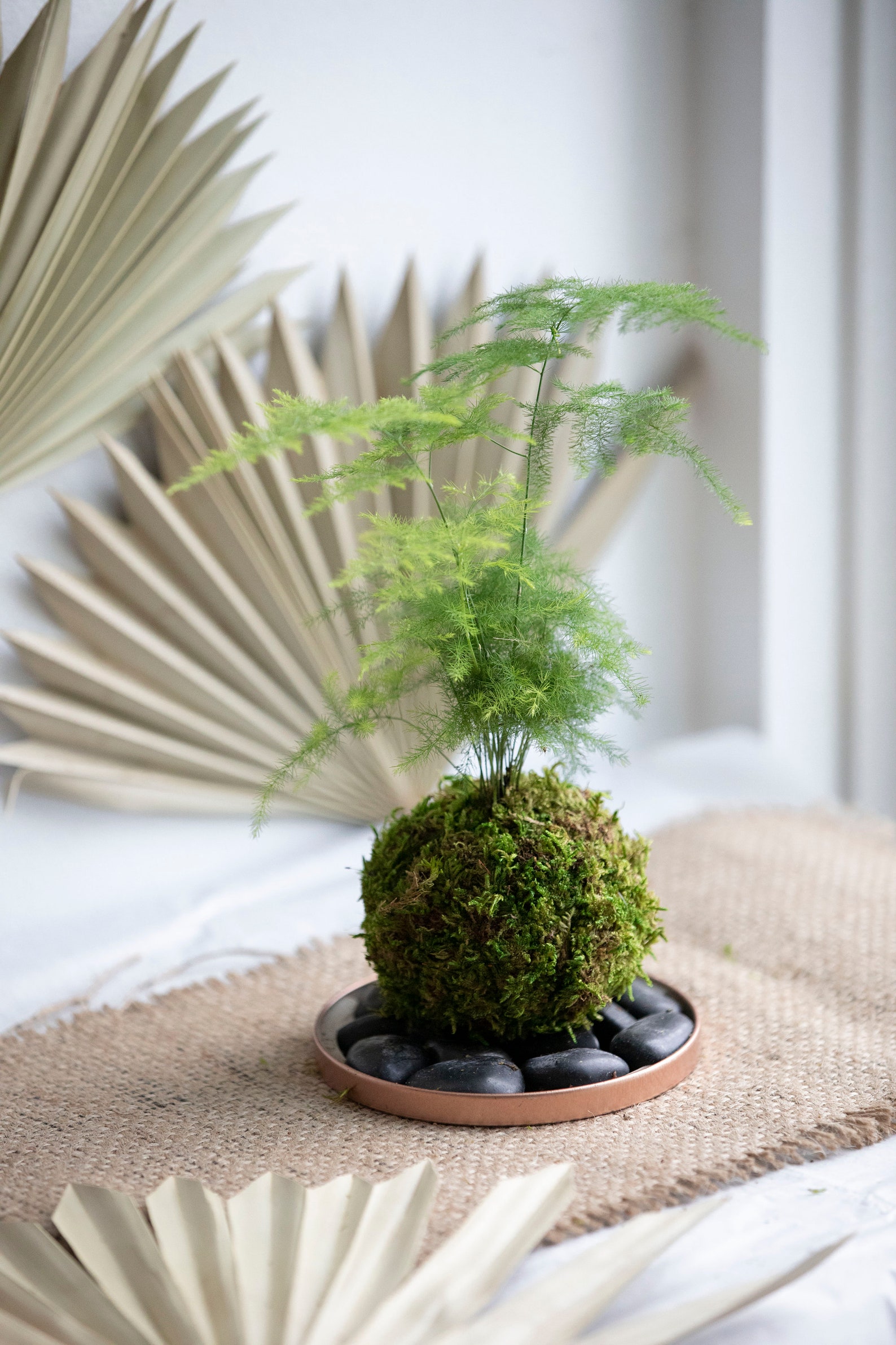 Asparagus Fern Kokedama Etsy