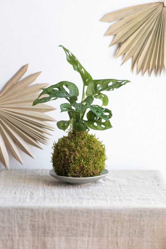 Monstera Adansonii "swiss Cheese" Kokedama - Etsy