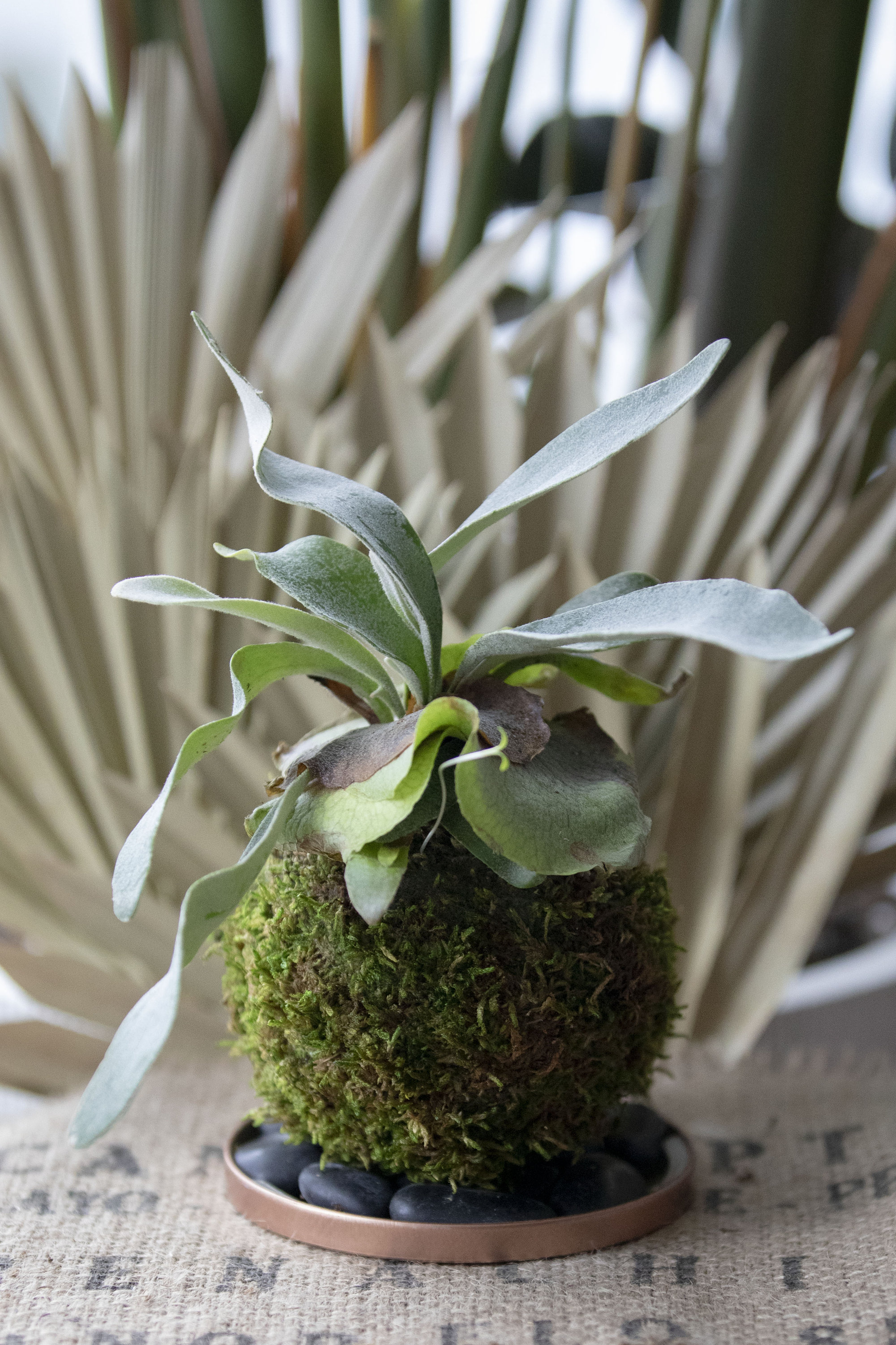 Staghorn Fern Kokedama Moss Ball Etsy