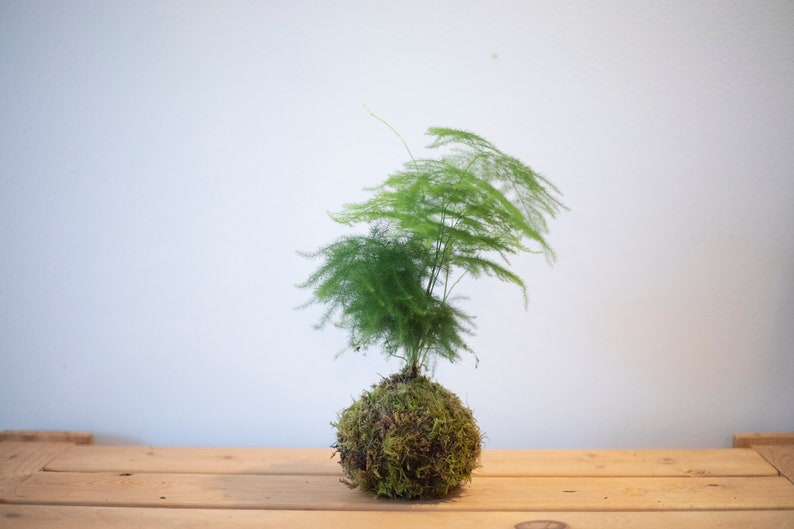 Asparagus Fern Kokedama Etsy