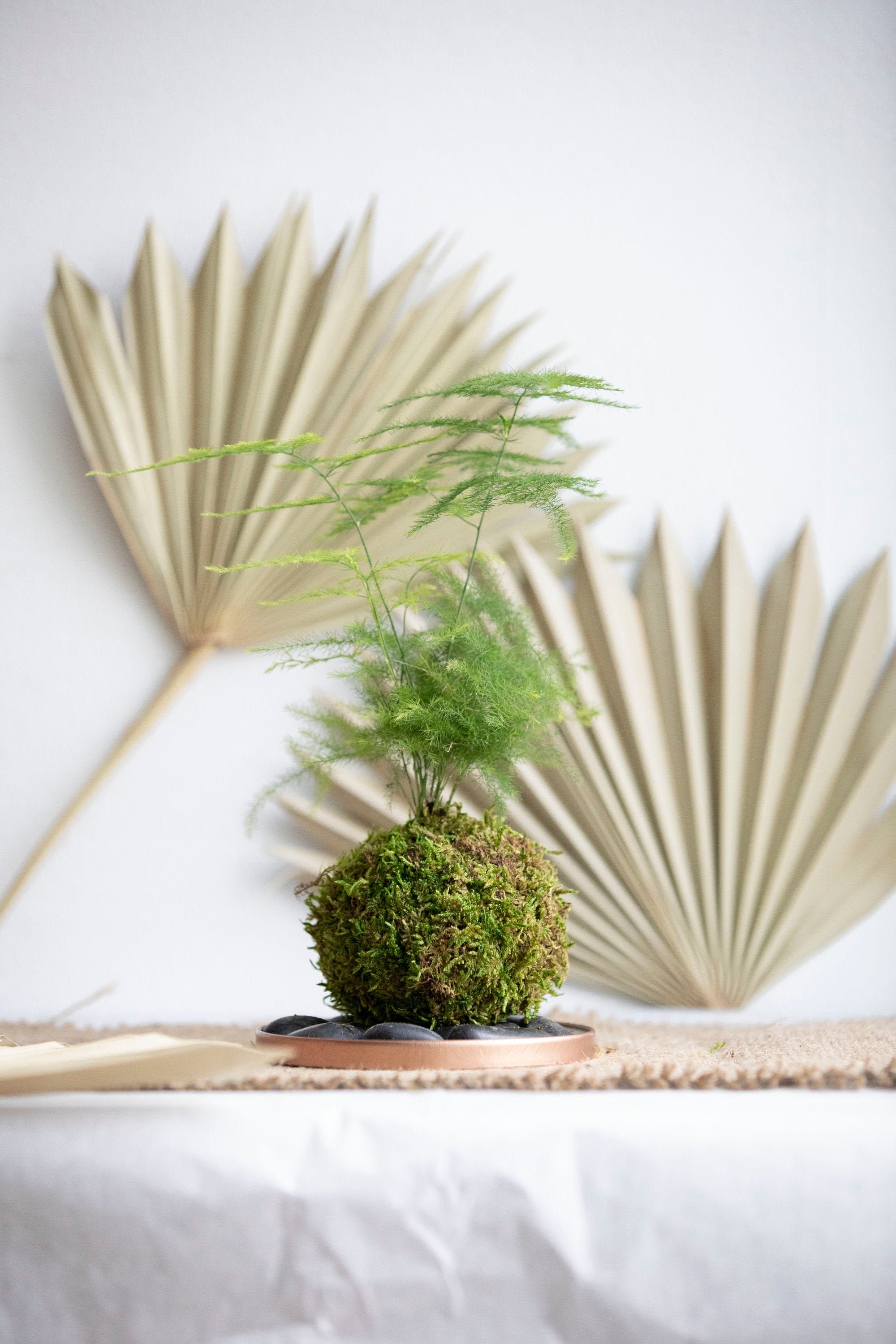 Asparagus Fern Kokedama Etsy