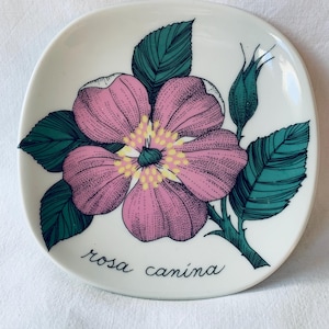 Puede incluir: Un plato de cerámica blanco con un diseño floral rosa y verde. La flor es una rosa canina, también conocida como rosa canina. El plato tiene las palabras "rosa canina" escritas en él.