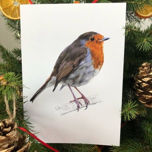 Robin Drawing Print - A5 - Wildlife illustration - Christmas Gift