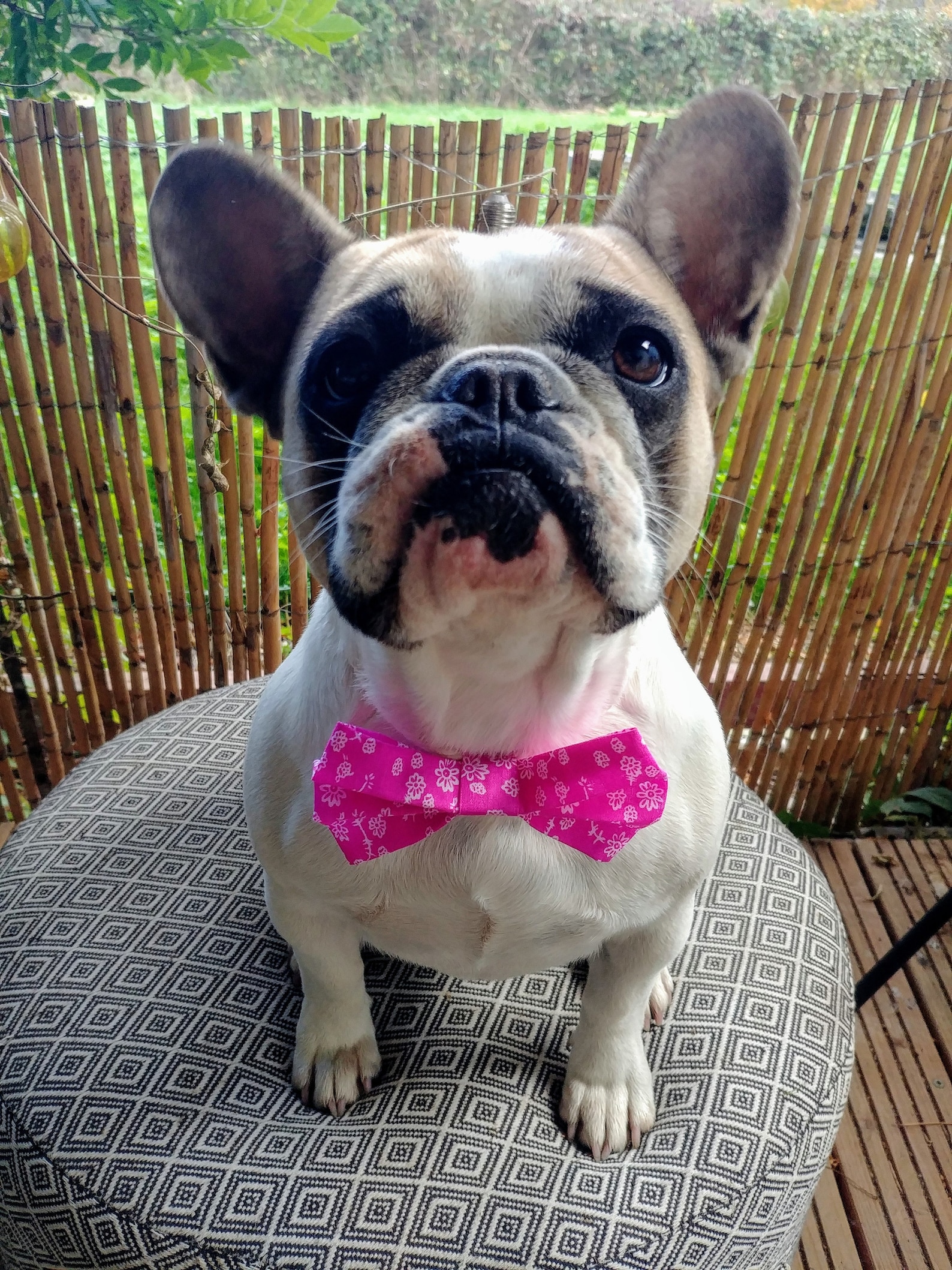 Fliege Hund / Hund Zubehör / Fliege Hund Blumen / Fliege Hund Etsy