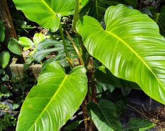 Philodendron Tenue RARE Philodendron Ecuador Giant HUGE Plant Giant Leaves Mature Large Form 3 Gallon Pot BIGGEST available!