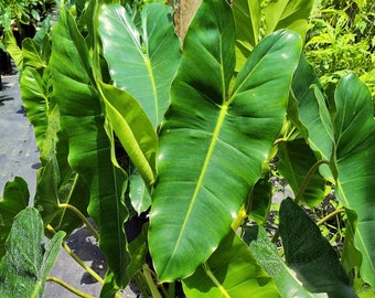 Burle Marx Philodendron HUGE 7 Gallon Pot RARE Climbing Form Giant Specimen Houseplant Largest Available Full of Aerial Roots US Seller