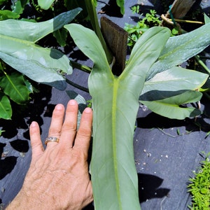 Philodendron Hastatum Philodendron Silver Sword RARE Giant Large Form Narrow Leaves Huge Rare Plant Climbing on Pole 3 Gallon Pot US Seller image 1