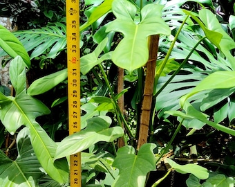 Jerry Horne Philodendron GIANT Rare Specimen Huge Size Rare Plant Climbing Pole in 3 Gallon Pot Mature Roots Bipennifolium Hybrid US Seller