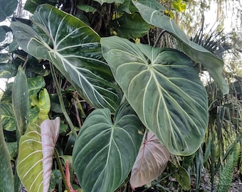 GIANT GLORIOSUM HUGE Rare Plant 3-Gallon Pot Rare Philodendron! Collector Specimen Size Hard to Find Rare Houseplant