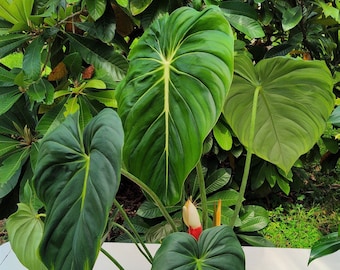 Philodendron Dean McDowell Philodendron McDowell in 3 Gallon Pot Rare Plant Rare Philodendron Huge Leaves Mature XL Size GIant Philodendron