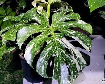 Thai Constellation Monstera Deliciosa BIG Variegated Monstera 3 Gallon Pot Not Borsigiana or Albo Huge Monstera Variegata High Variegation