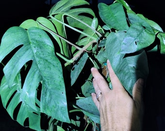 Cebu Blue Pothos Epipremnum Pinnatum Huge RARE Plant 3 Gallon Multiple Vines Leaves Fenestrated When Mature Exotic Giant Plant US Seller