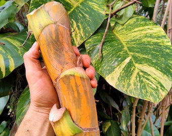 INSANE Giant Golden Pothos Cuttings BIGGEST Hawaiian Available Special Rare Houseplant size GUARANTEED Big as Paper Towel Roll Tube! 2 for 1
